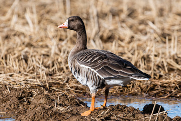 マガン(Greater white-fronted goose)