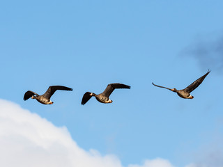 マガン飛翔(Greater white-fronted goose)