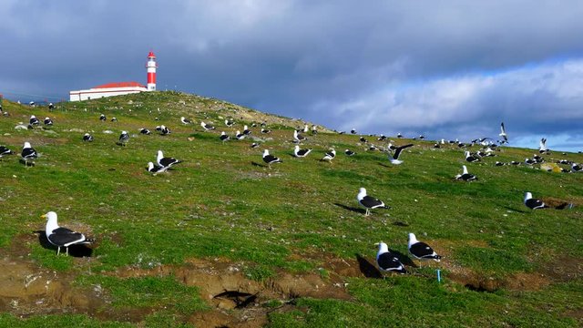 Los Ping&uuml;inos Natural Monument, Punta Arenas, Magallanes Region, Chile, Sout Ship Explorers of Patagonia, Chilean Fjords, Tierra del Fuego, Patagonia, Strait of Magellan, Chile, South America, America