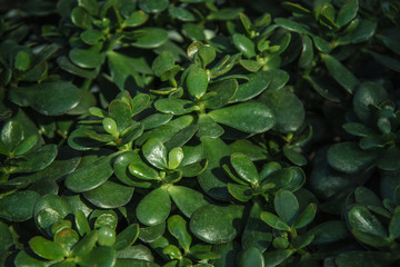 Crassula ovata (Jade Plant,Money Plant) succulent plant close up.Selective focus.Floral background.