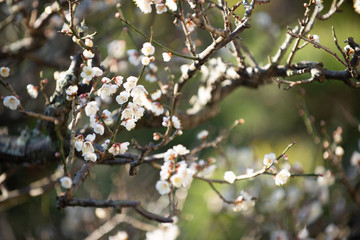 満開の梅の花