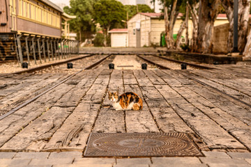 A multi-colored street cat lies resting on the street on a wooden flooring on the street in sunny weather. Horizontal plan. Copy space. Side view.