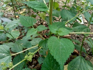 Green leaves laportea in the nature background