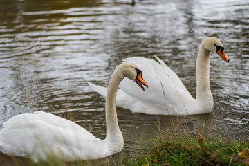 two white swans swimming peacefully and quietly in a pond on winter in Spain