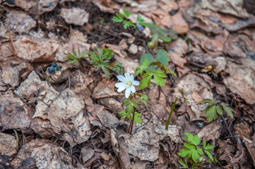 First spring flower. Young white anemone growing in the forest