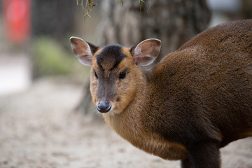 Retrato de una hembra de muntjac