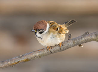Sparrow