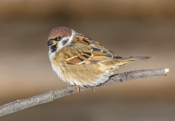 Sparrow
