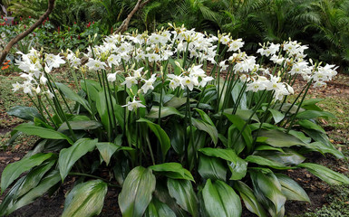 Large cluster of blooming Amazon lilies, also known as Eucharis grandiflora . 