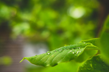 Wassertropfen auf einen Blatt, Magnolie