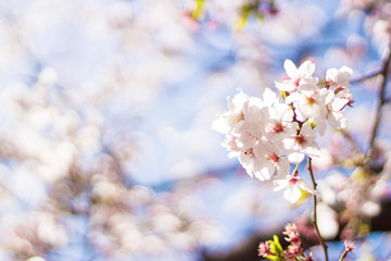 満開の桜の花　春のイメージ