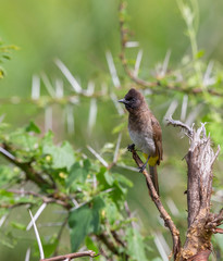 Common Bulbul seen at Masai mara National Park, Kenya, Africa