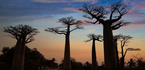 Baobab Avenue with the tourist looking Sunset scene with Baobab tree Avenue in Morondava ,Madagascar