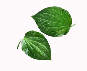 Obraz premium green leaf isolated on white background