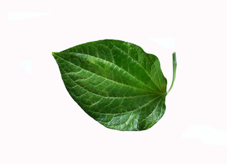 green leaf isolated on white background