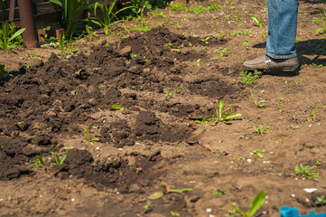 Spring sowing potatoes in the ground. A man plants and digs potatoes close-up and copy space.