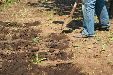 Spring sowing potatoes in the ground. A man plants and digs potatoes close-up and copy space.