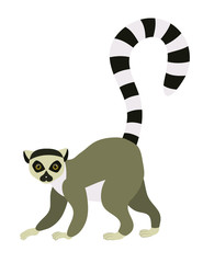 Fototapeta na wymiar Ring tailed lemur (Lemur catta). Vector illustration, isolated on white.