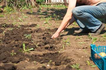 Spring sowing potatoes in the ground. A man plants and digs potatoes close-up and copy space.