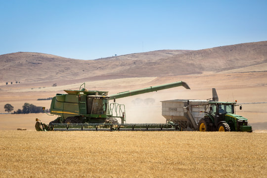 Burra South Australia November 18th 2019 : Combine harvester picking wheat in a field near Burra, SA