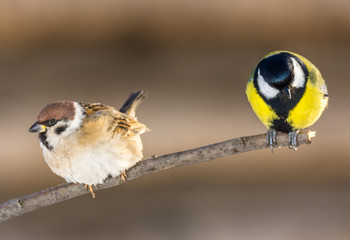 Sparrow and tit