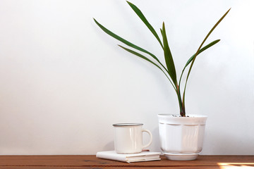 Date palm tree in white pot. Minimalistic home interior decor, urban jungle. Earth day, eco workspace house concept. Creative plants space in minimal style. Copy space, light colors. Green palm leaves