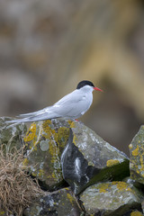 Arctic Tern (Sterna paradisaea)