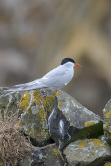 Arctic Tern (Sterna paradisaea)