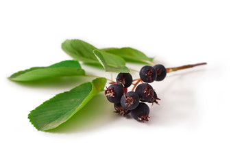 Amelanchier berries isolated on a white background.
