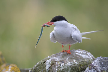 Arctic Tern (Sterna paradisaea)
