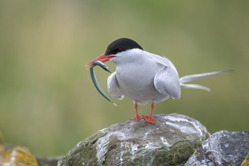 Arctic Tern (Sterna paradisaea)