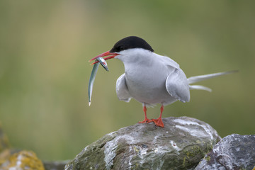 Arctic Tern (Sterna paradisaea)