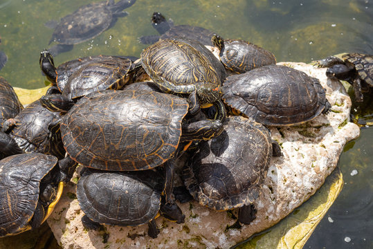 A group of small turtles bask in the sun