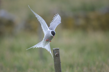 Arctic Tern (Sterna paradisaea)