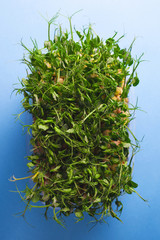 Young vegetable pea sprouts, microgreen on a blue background. organic micro sprouts grown in a plastic box