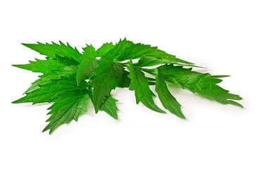 Valerian herb flower sprigs isolated on a white background.