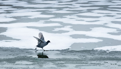 Canard sur lac gel&eacute;
