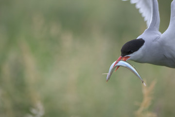Arctic Tern (Sterna paradisaea)