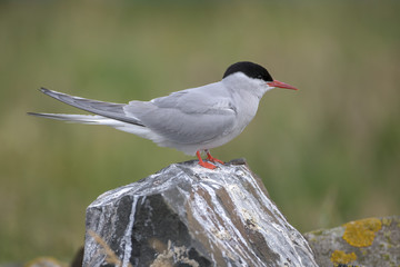Arctic Tern (Sterna paradisaea) © Nigel