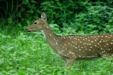 Alert deer in lush green backdrop