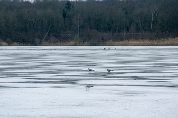 Lac gelé