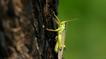 Close-up of a grasshopper on the trunk with green background