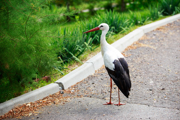 stork walks in the park