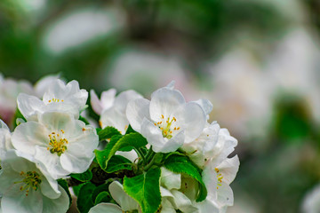 There are a lot of white blossoms on the Apple tree. Fluffy delicate petals on thin branches and green leaves. Spring mood and beautiful nature.