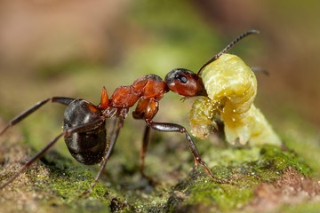Waldameise schleppt Raupe