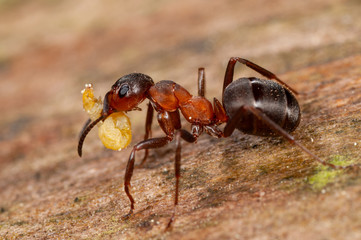 Waldameise schleppt Raupe