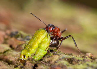 Waldameise schleppt Insekt, Ökologischer Waldschutz durch nützliche Waldameisen, trägt Raupe zum...