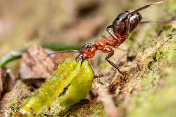 Waldameise schleppt erbeutete Insektenlarve, Nützliche Waldameise trägt Raupe zum Nesthügel,...