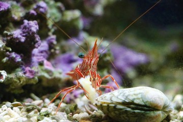 あさりを食べるキャメルシュリンプ
