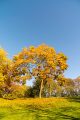 Autumn gold leaves and green grassland in the sunlight against the blue sky